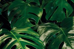 P333-VD1 cikkszámú tapéta, Komar Komar Pure tapéta katalógusából Fotórealisztikus,zöld,vlies poszter, fotótapéta